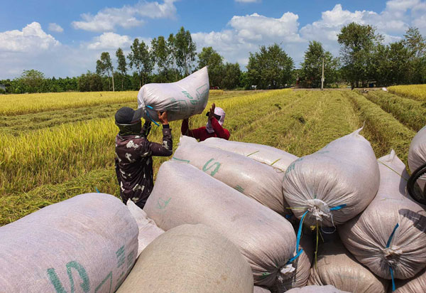 Vietnam rice prices surge 18% - The Saigon Times