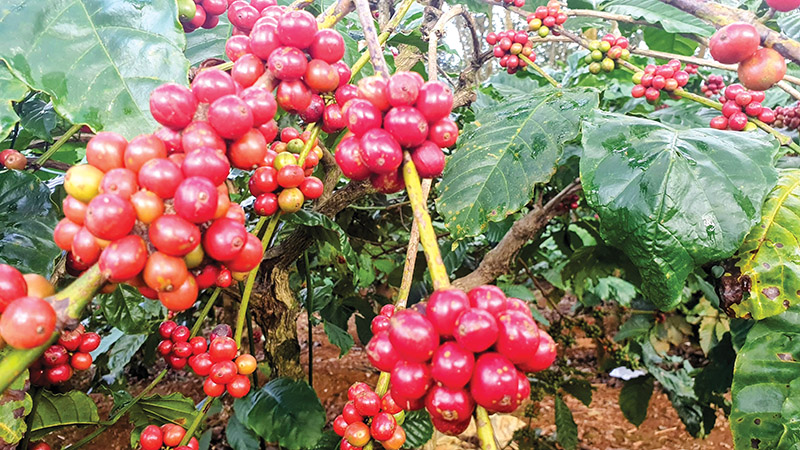Coffee farmers on edge