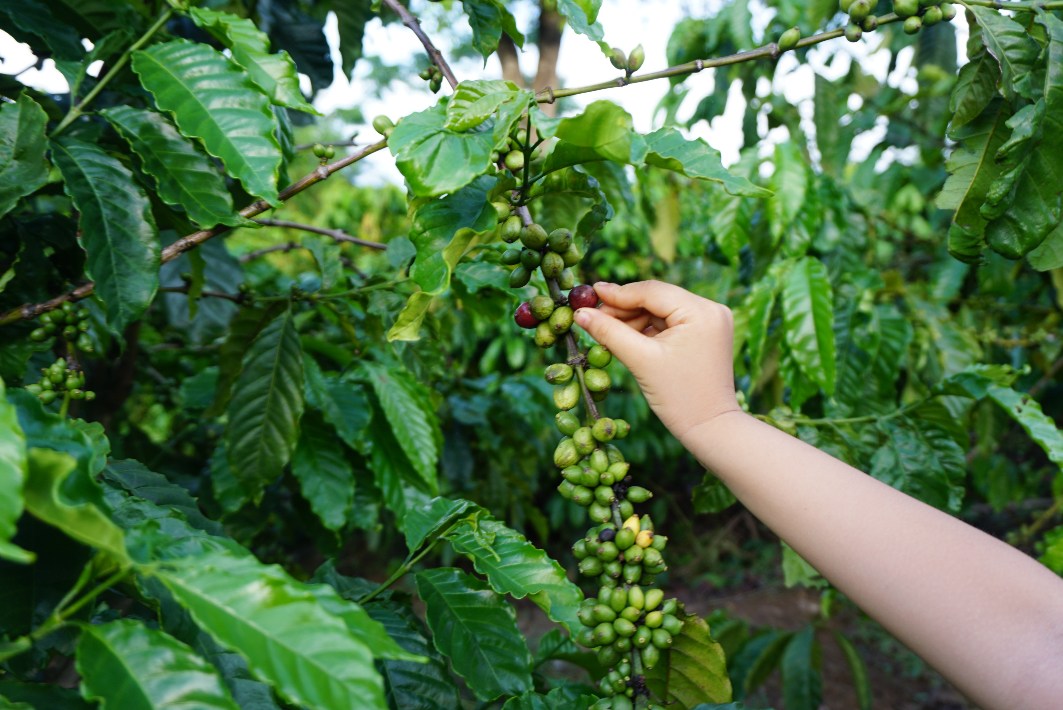 Coffee price and stockpile