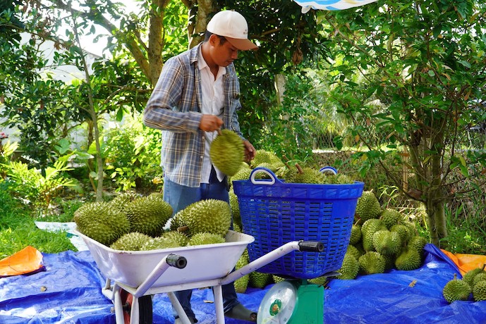 Durian exports seen reaching US$5 billion in 2025